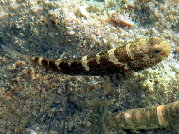 Blue-speckled Shrimpgoby - Cryptocentrus caeruleopunctatus - Palau