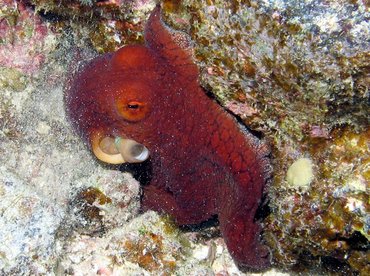 Day Octopus - Octopus cyanea - Big Island, Hawaii Day Octopus - Octopus cyanea - Big Island, Hawaii