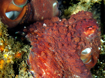 Day Octopus - Octopus cyanea - Bali, Indonesia Day Octopus - Octopus cyanea - Bali, Indonesia