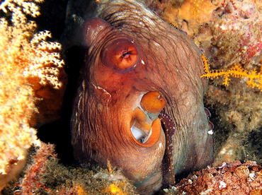 Day Octopus - Octopus cyanea - Bali, Indonesia Day Octopus - Octopus cyanea - Bali, Indonesia