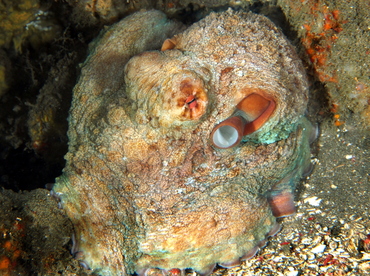 Day Octopus - Octopus cyanea - Bali, Indonesia Day Octopus - Octopus cyanea - Bali, Indonesia