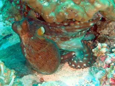 Day Octopus - Octopus cyanea - Wakatobi, Indonesia Day Octopus - Octopus cyanea - Wakatobi, Indonesia