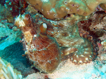 Day Octopus - Octopus cyanea - Wakatobi, Indonesia Day Octopus - Octopus cyanea - Wakatobi, Indonesia