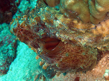 Day Octopus - Octopus cyanea - Wakatobi, Indonesia Day Octopus - Octopus cyanea - Wakatobi, Indonesia