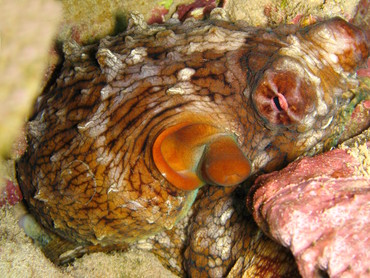 Day Octopus - Octopus cyanea - Maui, Hawaii Day Octopus - Octopus cyanea - Maui, Hawaii