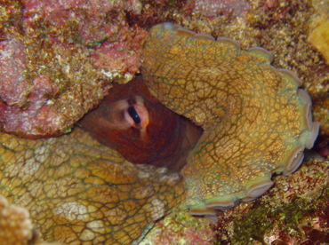Day Octopus - Octopus cyanea - Lanai, Hawaii Day Octopus - Octopus cyanea - Lanai, Hawaii