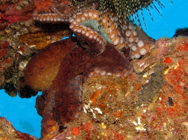 Day Octopus - Octopus cyanea - Maui, Hawaii Day Octopus - Octopus cyanea - Maui, Hawaii