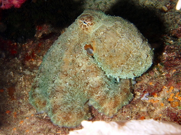 Day Octopus - Octopus cyanea - Fiji Day Octopus - Octopus cyanea - Fiji