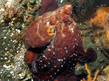 Day Octopus - Octopus cyanea - Bali, Indonesia Day Octopus - Octopus cyanea - Bali, Indonesia