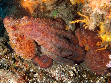 Day Octopus - Octopus cyanea - Bali, Indonesia Day Octopus - Octopus cyanea - Bali, Indonesia