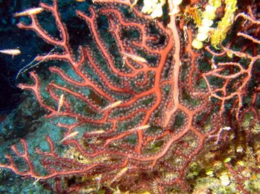 Deepwater Sea Fan - Iciligorgia schrammi - Turks and Caicos Deepwater Sea Fan - Iciligorgia schrammi - Turks and Caicos