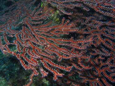 Deepwater Sea Fan - Iciligorgia schrammi - Turks and Caicos Deepwater Sea Fan - Iciligorgia schrammi - Turks and Caicos