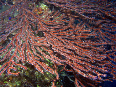 Deepwater Sea Fan - Iciligorgia schrammi - Turks and Caicos Deepwater Sea Fan - Iciligorgia schrammi - Turks and Caicos