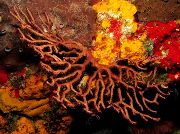 Deepwater Sea Fan - Iciligorgia schrammi - Cozumel, Mexico Deepwater Sea Fan - Iciligorgia schrammi - Cozumel, Mexico