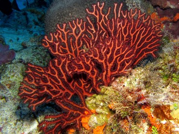 Deepwater Sea Fan - Iciligorgia schrammi - Cozumel, Mexico Deepwater Sea Fan - Iciligorgia schrammi - Cozumel, Mexico
