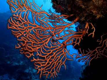 Deepwater Sea Fan - Iciligorgia schrammi - Cozumel, Mexico Deepwater Sea Fan - Iciligorgia schrammi - Cozumel, Mexico