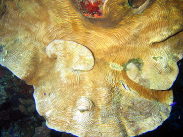 Dimpled Sheet Coral - Agaricia grahamae - Turks and Caicos Dimpled Sheet Coral - Agaricia grahamae - Turks and Caicos