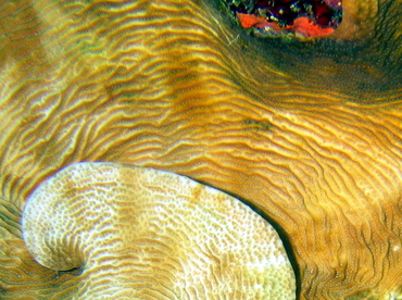 Dimpled Sheet Coral - Agaricia grahamae - Turks and Caicos Dimpled Sheet Coral - Agaricia grahamae - Turks and Caicos