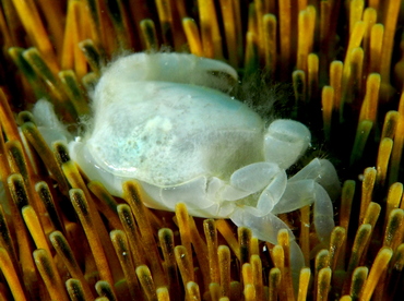 Heart Urchin Pea Crab - Dissodactylus primitivus - Cozumel, Mexico