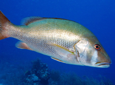 Dog Snapper - Lutjanus jocu - Belize