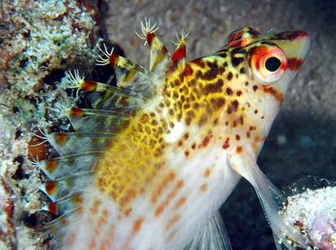 Dwarf hawkfish - Cirrhitichthys falco - Fiji