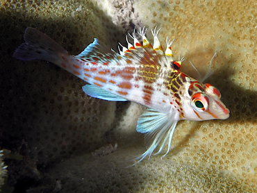 Dwarf hawkfish - Cirrhitichthys falco - Great Barrier Reef, Australia