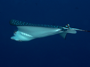 Spotted Eagle Ray - Aetobatus narinari - Palau