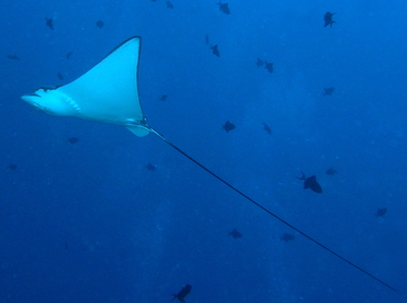 Spotted Eagle Ray - Aetobatus narinari - Palau