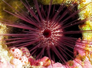Needle-spined Urchin - Echinostrephus aciculatus - Palau
