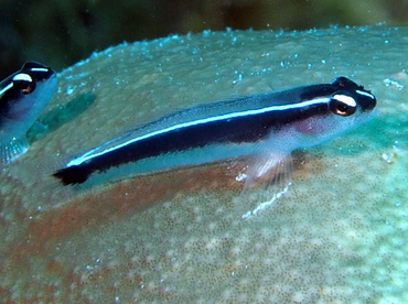Linesnout Goby - Elacatinus lori - Belize Linesnout Goby - Elacatinus lori - Belize