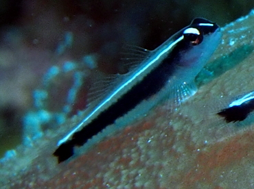 Linesnout Goby - Elacatinus lori - Belize Linesnout Goby - Elacatinus lori - Belize