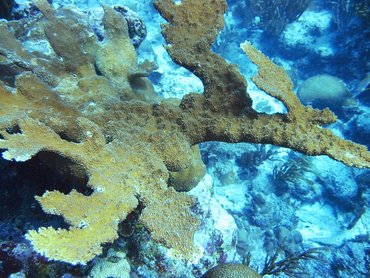 Elkhorn Coral - Acropora palmata - Grand Cayman Elkhorn Coral - Acropora palmata - Grand Cayman
