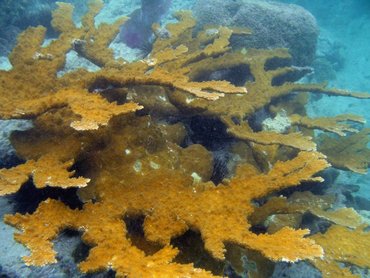 Elkhorn Coral - Acropora palmata - St John, USVI Elkhorn Coral - Acropora palmata - St John, USVI