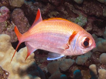 Epaulette Soldierfish - Myripristis kuntee - Big Island, Hawaii Epaulette Soldierfish - Myripristis kuntee - Big Island, Hawaii