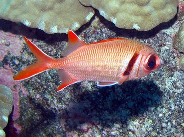 Epaulette Soldierfish - Myripristis kuntee - Lanai, Hawaii Epaulette Soldierfish - Myripristis kuntee - Lanai, Hawaii