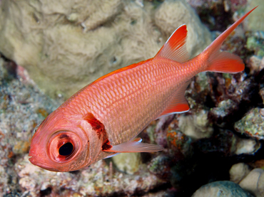 Epaulette Soldierfish - Myripristis kuntee - Great Barrier Reef, Australia Epaulette Soldierfish - Myripristis kuntee - Great Barrier Reef, Australia