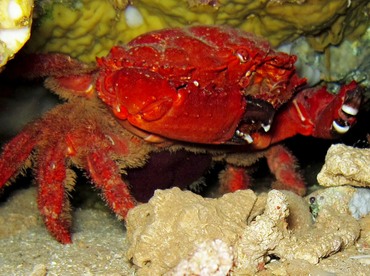 Splendid Pebble Crab - Etisus splendidus - Lanai, Hawaii Splendid Pebble Crab - Etisus splendidus - Lanai, Hawaii
