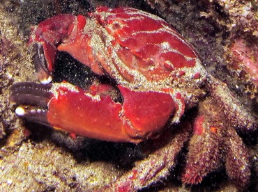 Splendid Pebble Crab - Etisus splendidus - Maui, Hawaii Splendid Pebble Crab - Etisus splendidus - Maui, Hawaii