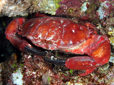 Splendid Pebble Crab - Etisus splendidus - Fiji Splendid Pebble Crab - Etisus splendidus - Fiji