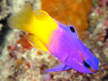 Fairy Basslet - Gramma loreto - Belize Fairy Basslet - Gramma loreto - Belize
