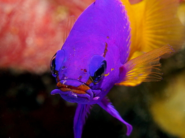 Fairy Basslet - Gramma loreto - Belize Fairy Basslet - Gramma loreto - Belize