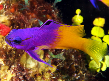 Fairy Basslet - Gramma loreto - Belize Fairy Basslet - Gramma loreto - Belize