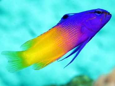 Fairy Basslet - Gramma loreto - Nassau, Bahamas Fairy Basslet - Gramma loreto - Nassau, Bahamas