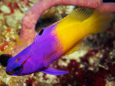 Fairy Basslet - Gramma loreto - Turks and Caicos Fairy Basslet - Gramma loreto - Turks and Caicos