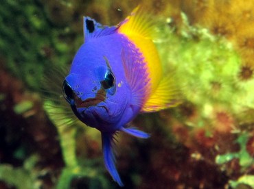 Fairy Basslet - Gramma loreto - Bonaire Fairy Basslet - Gramma loreto - Bonaire