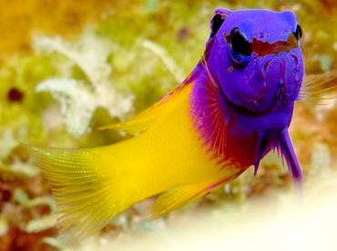 Fairy Basslet - Gramma loreto - Bonaire Fairy Basslet - Gramma loreto - Bonaire