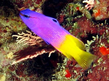 Fairy Basslet - Gramma loreto - St Thomas, USVI Fairy Basslet - Gramma loreto - St Thomas, USVI