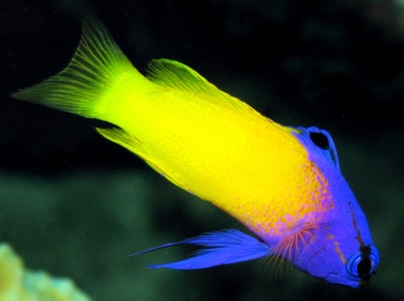Fairy Basslet - Gramma loreto - Grand Cayman Fairy Basslet - Gramma loreto - Grand Cayman