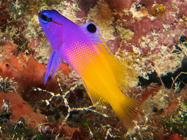Fairy Basslet - Gramma loreto - The Exumas, Bahamas Fairy Basslet - Gramma loreto - The Exumas, Bahamas