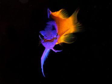 Fairy Basslet - Gramma loreto - Grand Cayman Fairy Basslet - Gramma loreto - Grand Cayman